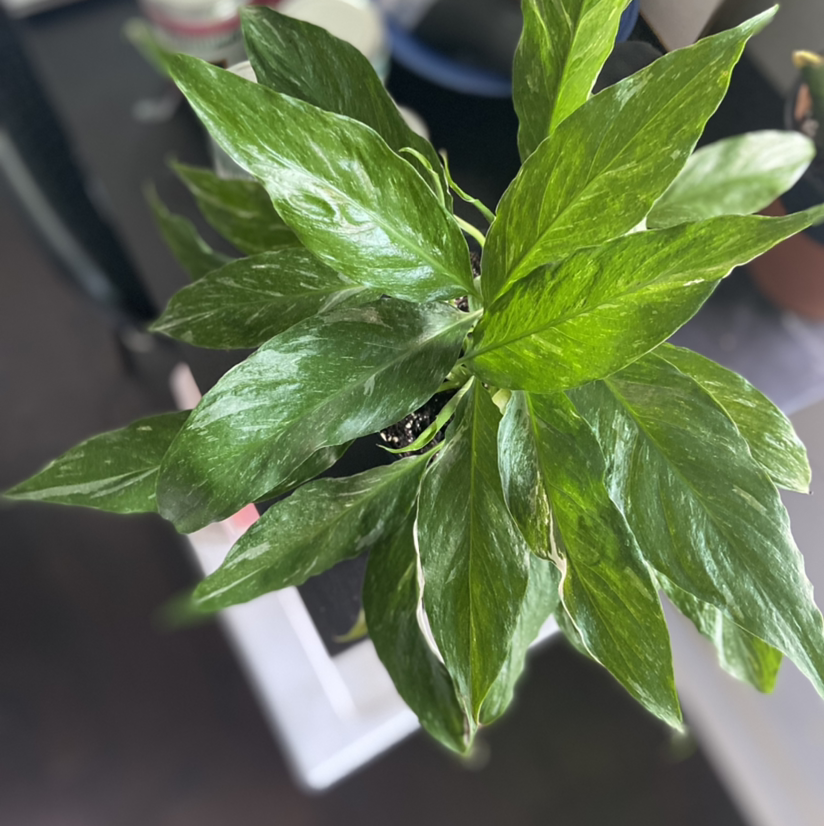 Domino Peace Lily with healthy green leaves, no visible signs of disease.