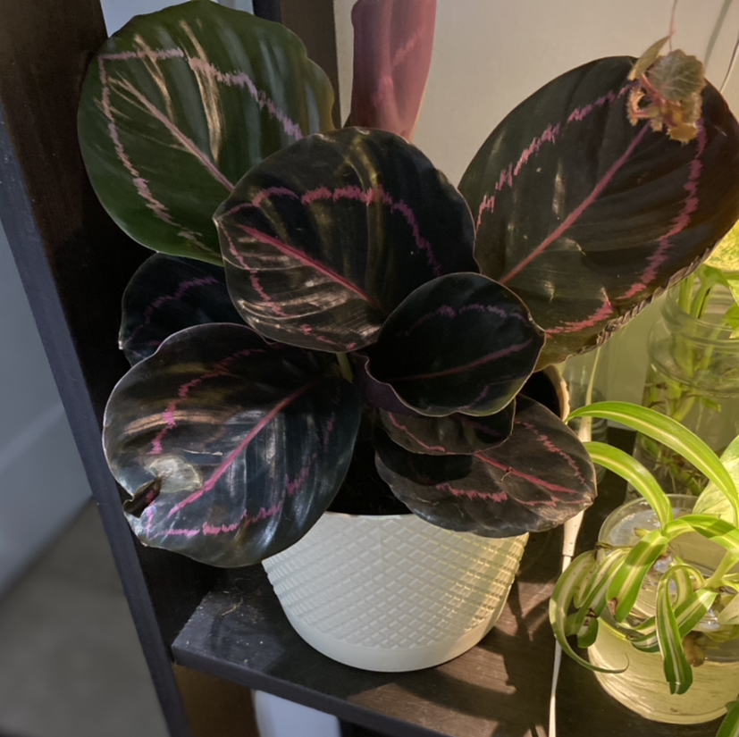 Calathea 'Medallion' plant with dark green leaves and pink patterns in a white pot on a shelf.