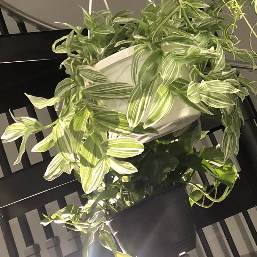 Tradescantia albiflora 'Albovittata' plant in a hanging pot with vibrant green and white striped leaves.