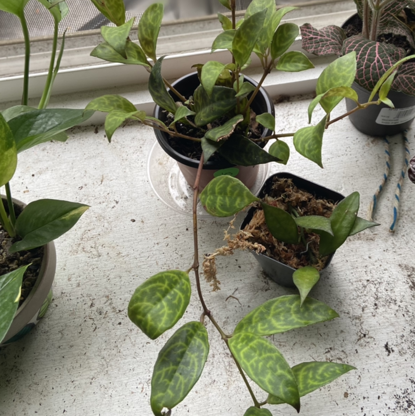Variegated Lipstick Vine in a small pot with healthy variegated leaves.