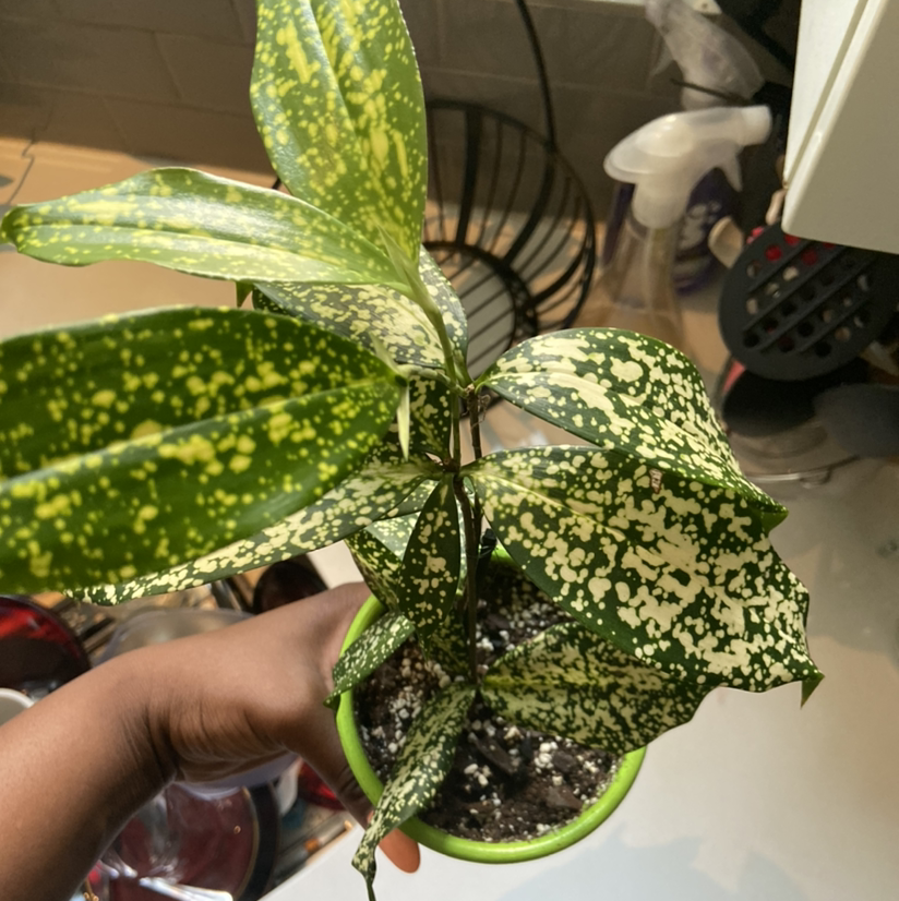Healthy Dracaena surculosa 'Gold Dust' plant with vibrant yellow-speckled leaves, held by hands to showcase its attractive foliage.