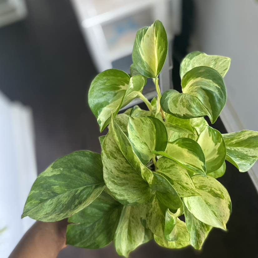 Manjula Pothos plant with variegated green and white leaves, held by a hand.