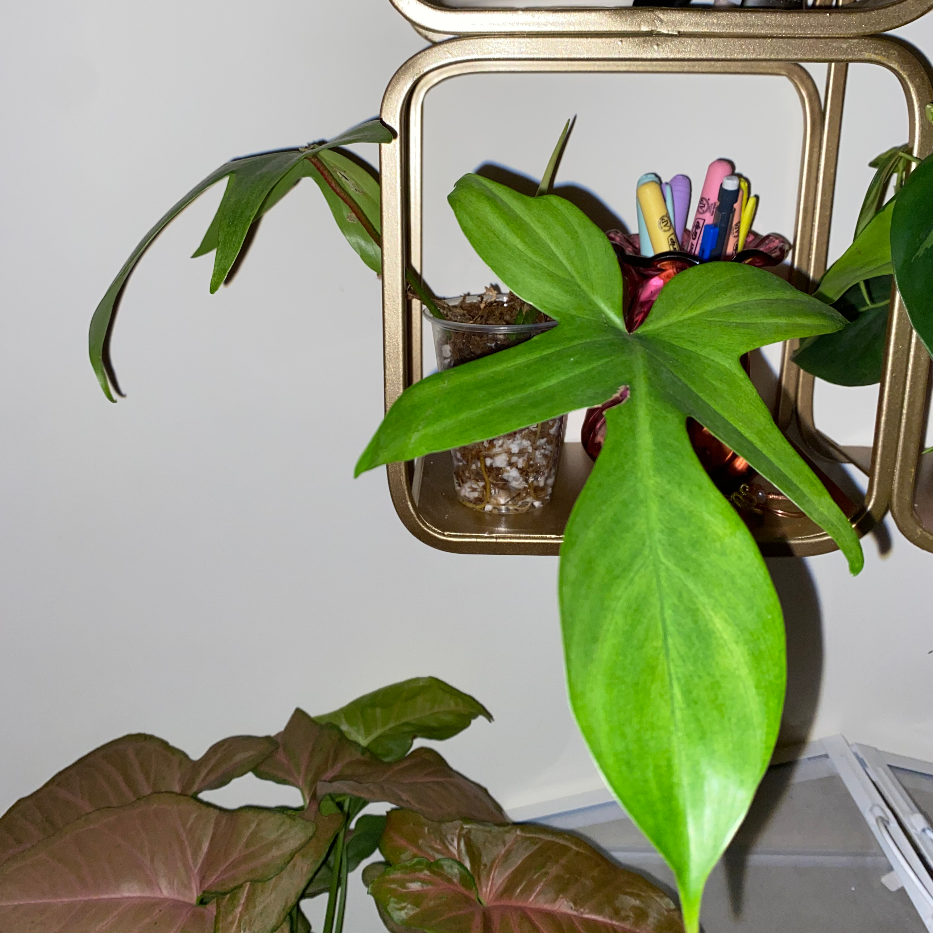 Philodendron 'Florida Ghost' plant with healthy green leaves, no visible health issues.