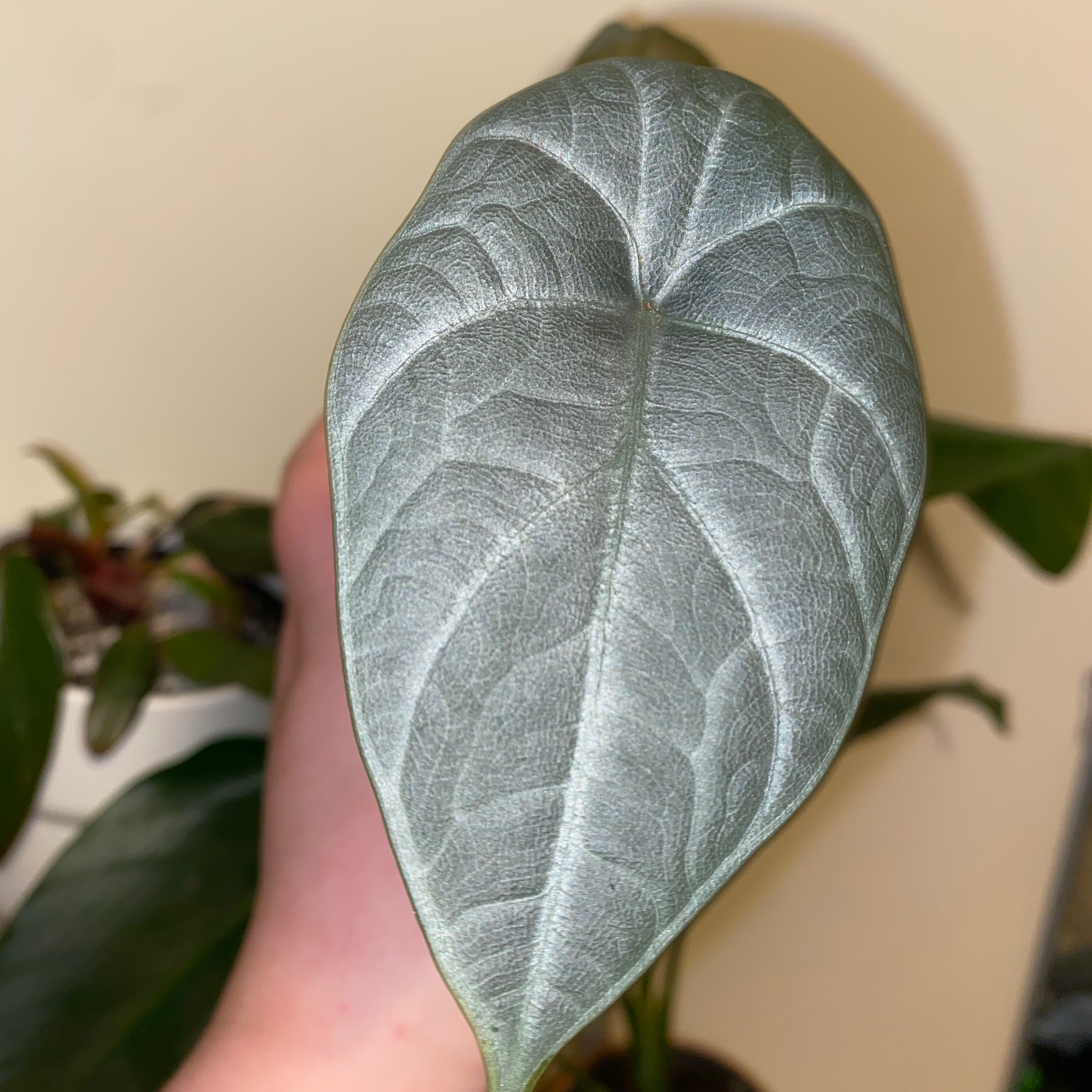 Close-up of a healthy Alocasia 'Maharani' leaf with visible texture and veining.
