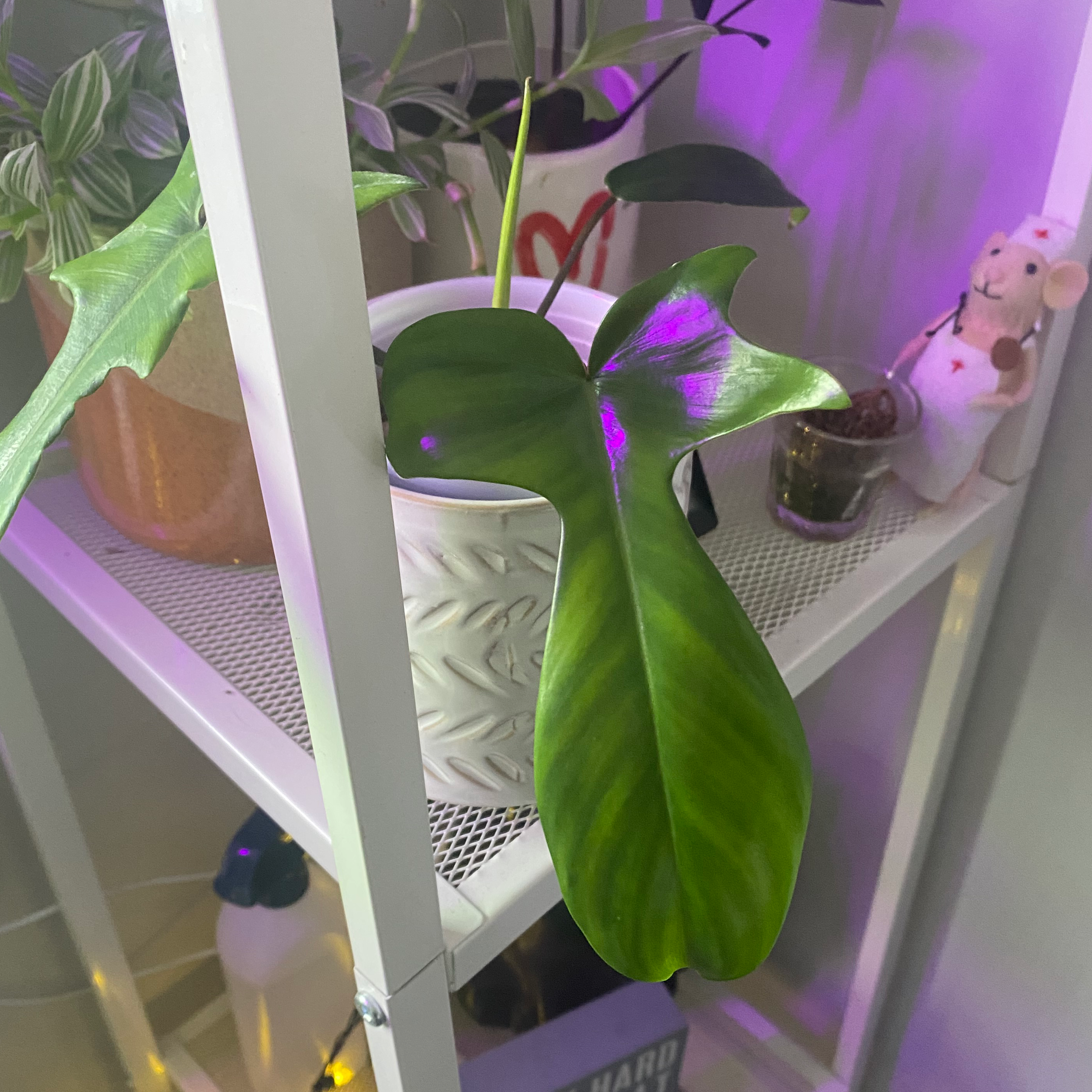 Philodendron 'Florida' plant on a shelf with vibrant green leaves.