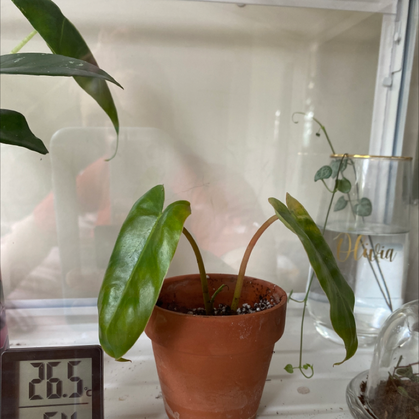 Potted Burle Marx plant with green leaves in a terracotta pot, soil visible.