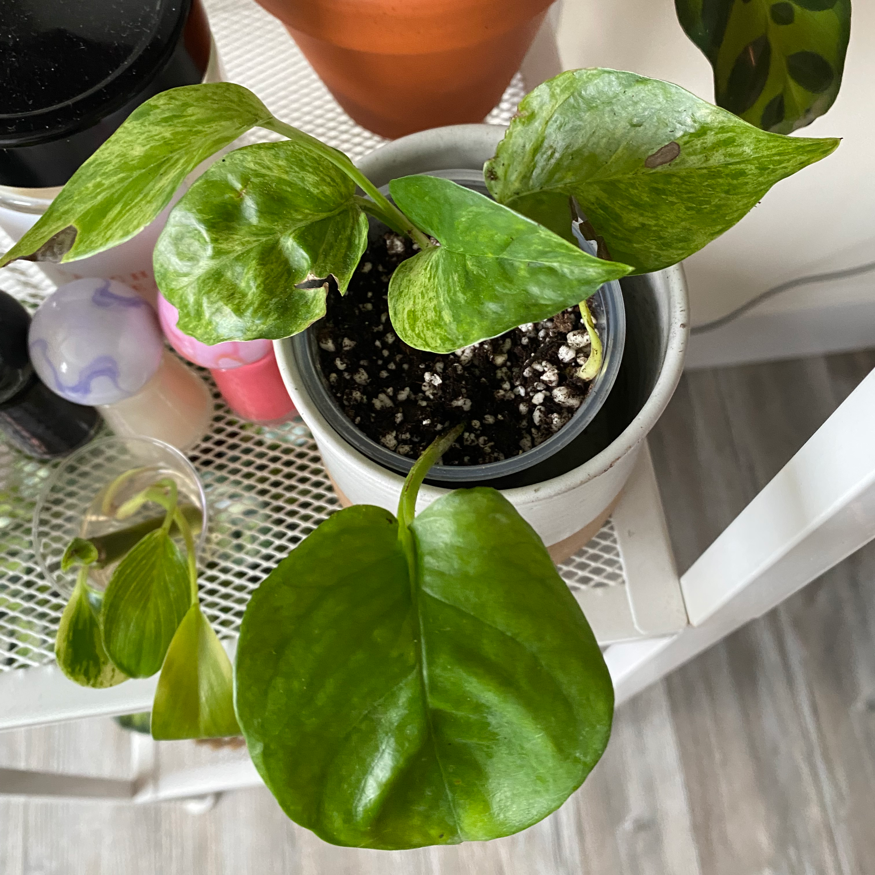 Potted Global Green Pothos plant with visible soil and minor leaf discoloration.