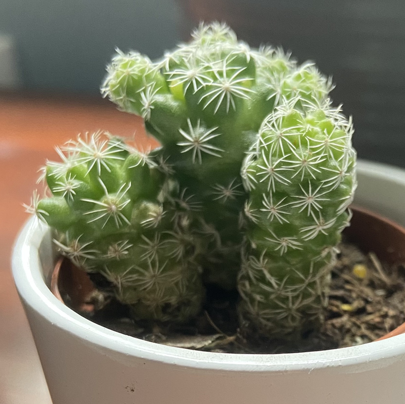 Thimble Cactus in a small pot with visible soil, well-framed and in focus.