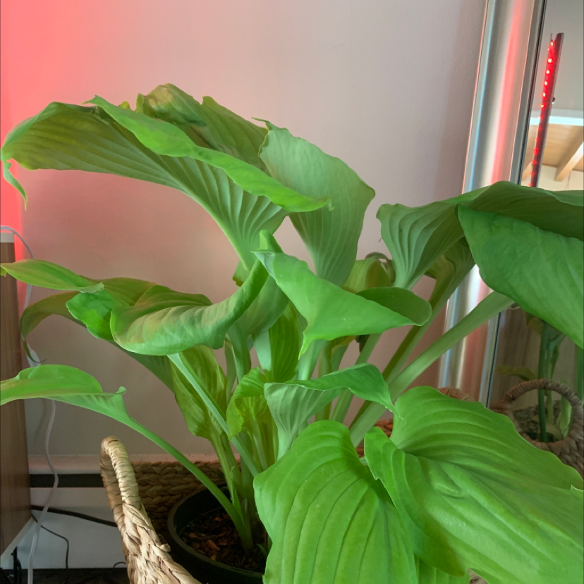 Healthy Siebold's Plantain Lily with broad green leaves in a pot.