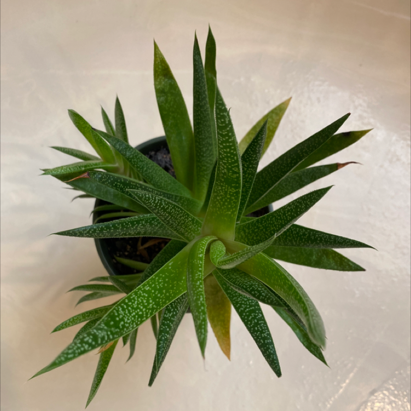 Photo of the plant species Bredasdorp Gasteria by @plantmom127 named Jack on Greg, the plant care app