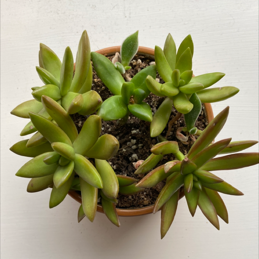 Photo of the plant species Golden Sedum by @plantmom127 named sistine on Greg, the plant care app