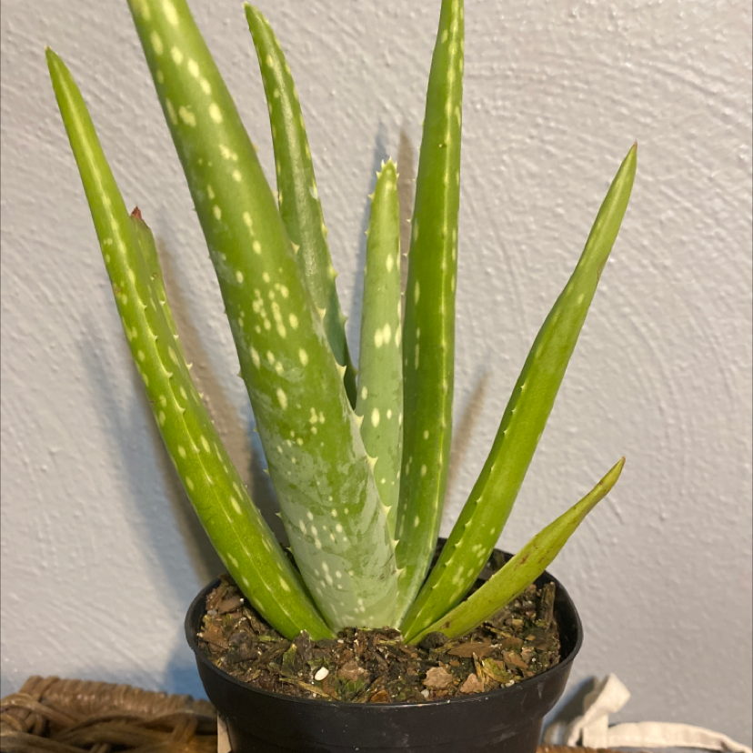 Aloe vera plant photo by @Bethanywilgus named Al on Greg, the plant care app.