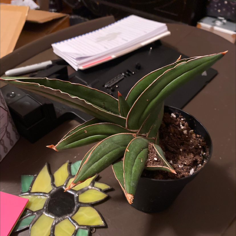 Blue Sansevieria plant photo by @Bethanywilgus named Jim on Greg, the plant care app.