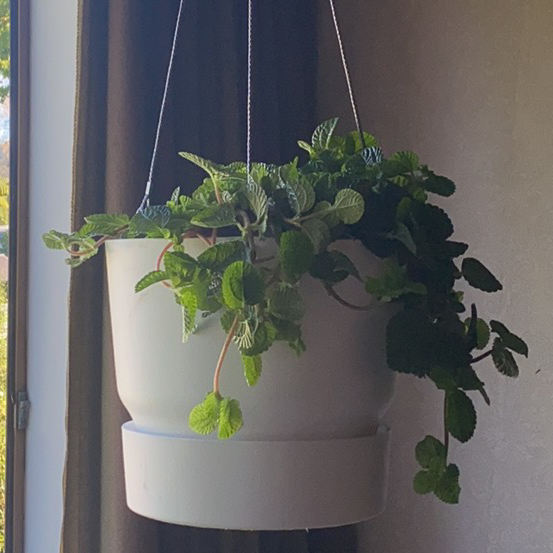 Photo of the plant species Creeping Charlie by @lilyrose193 named Your plant on Greg, the plant care app