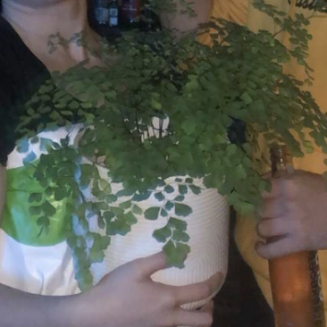 Photo of the plant species Hemionitis raddiana by @lilyrose193 named Maidenhair fern on Greg, the plant care app