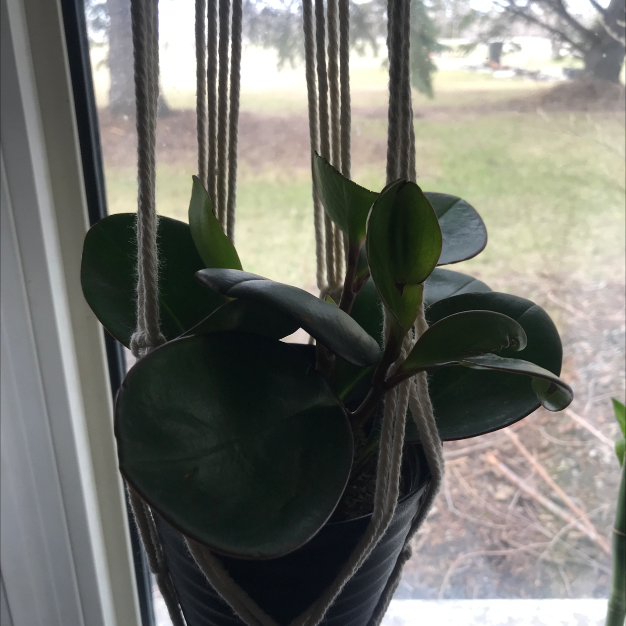 Peperomia Red Edge plant in a hanging pot by a window.