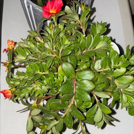 Photo of the plant species Cupcake Mini Rose by Jade named Thing #1 on Greg, the plant care app
