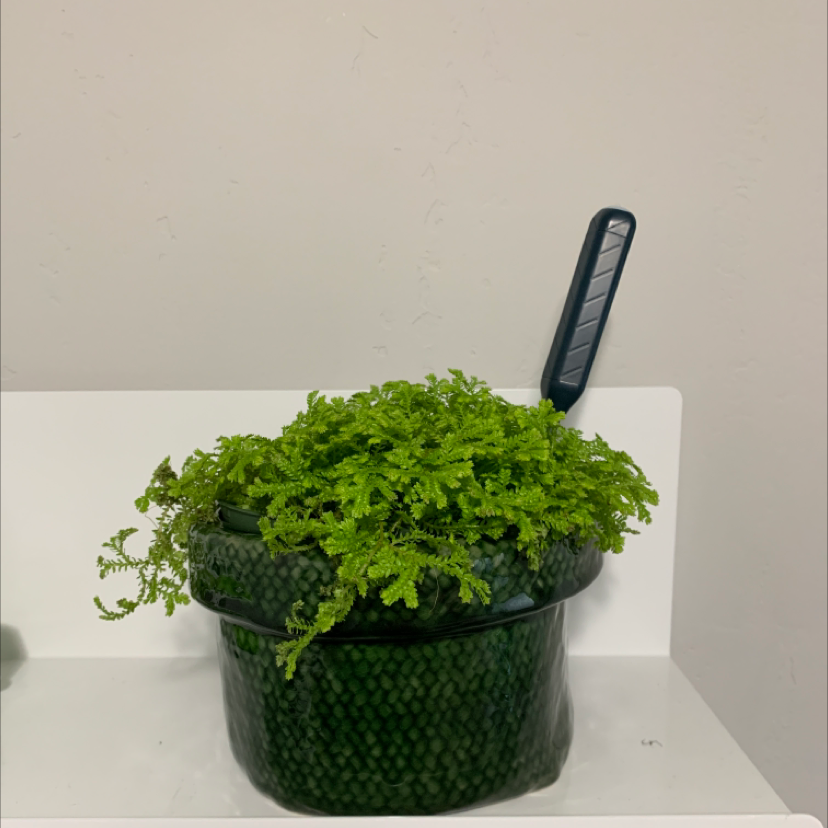 Photo of the plant species Club Moss by @hh named ferb on Greg, the plant care app