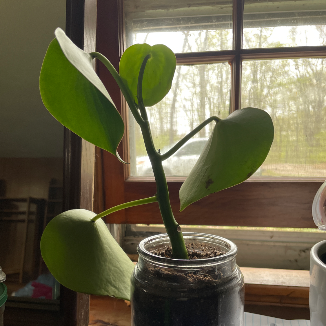 Raindrop Peperomia plant photo by Madison named Leonardo on Greg, the plant care app.