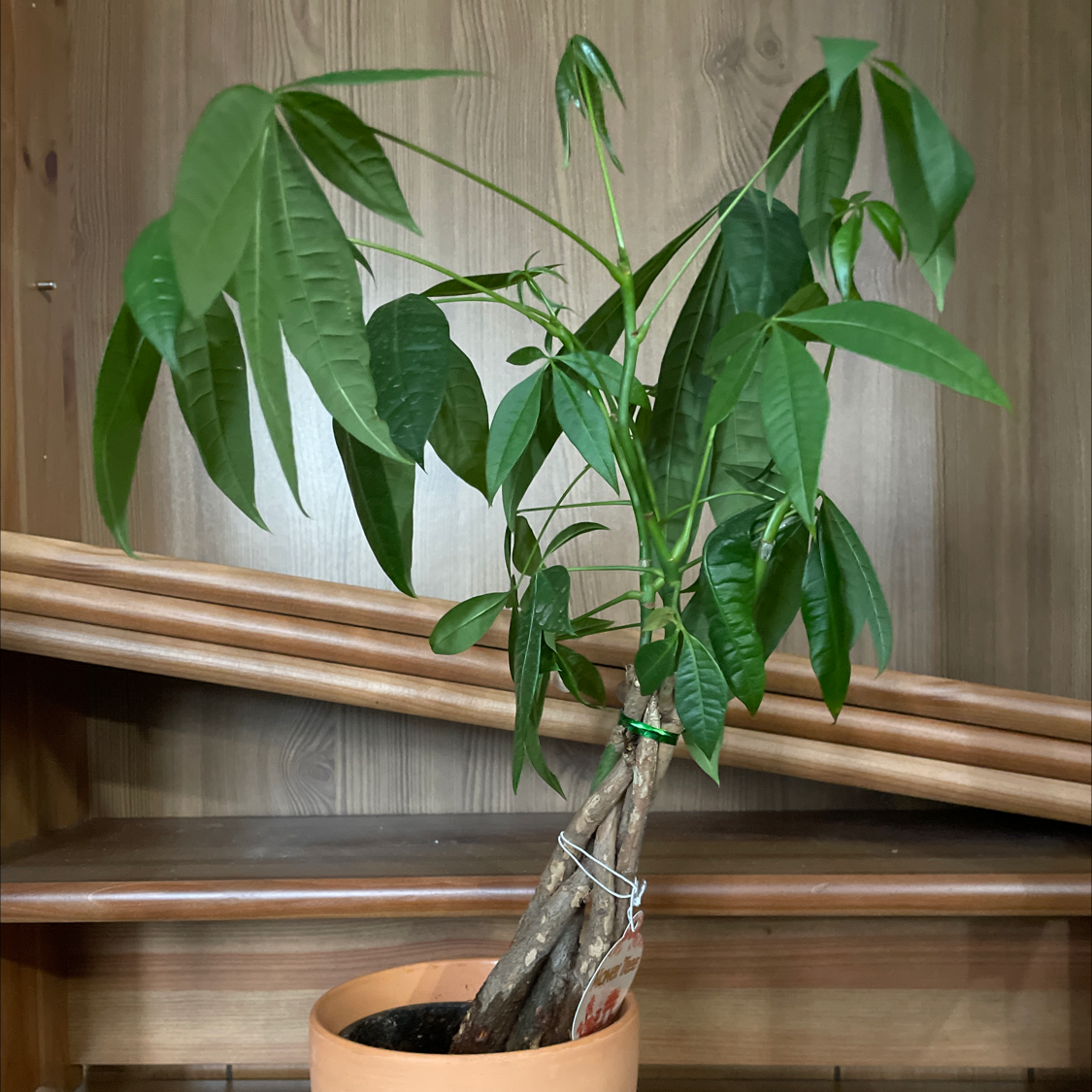 Money Tree plant photo by Madison named Cleopatra on Greg, the plant care app.