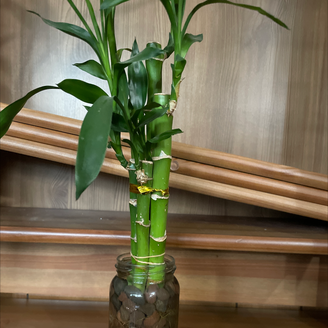 Lucky Bamboo plant photo by Madison named Scarlett on Greg, the plant care app.