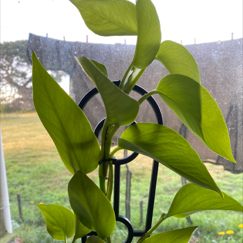 Taro Vine plant photo by Lila named Wren on Greg, the plant care app.