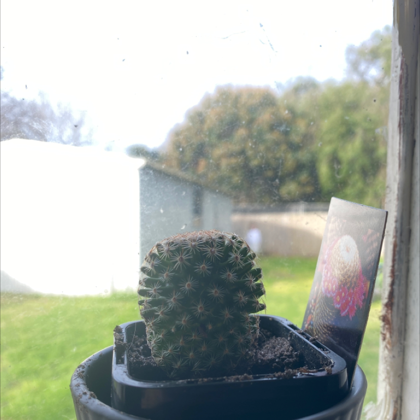 A healthy Thumb Cactus in a pot on a windowsill with soil visible.