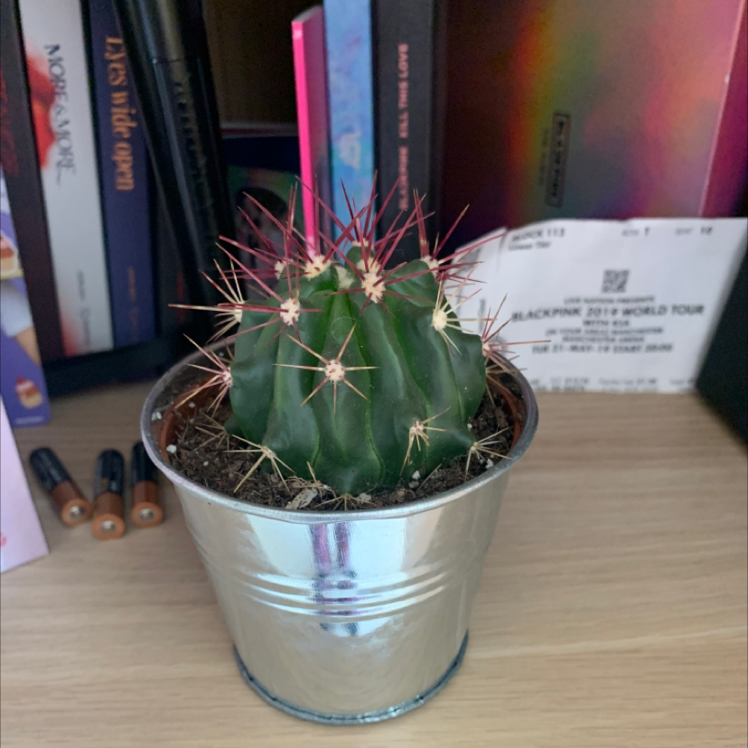 A healthy cactus plant called The Glory of Texas in a metal pot on a wooden surface.