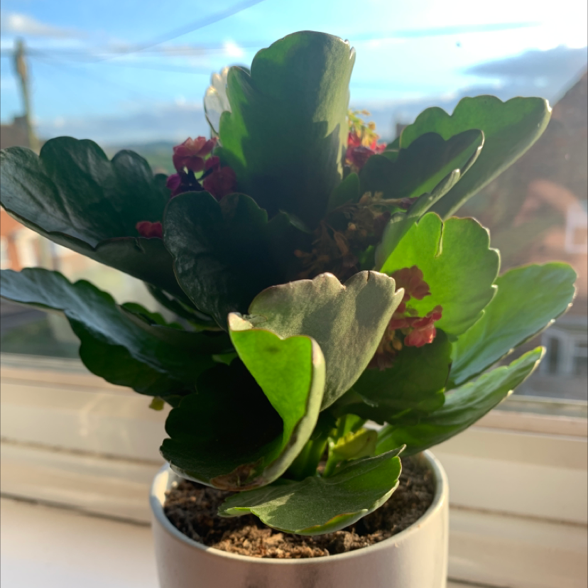 Florist Kalanchoe plant photo by @Amysplants named Drake on Greg, the plant care app.