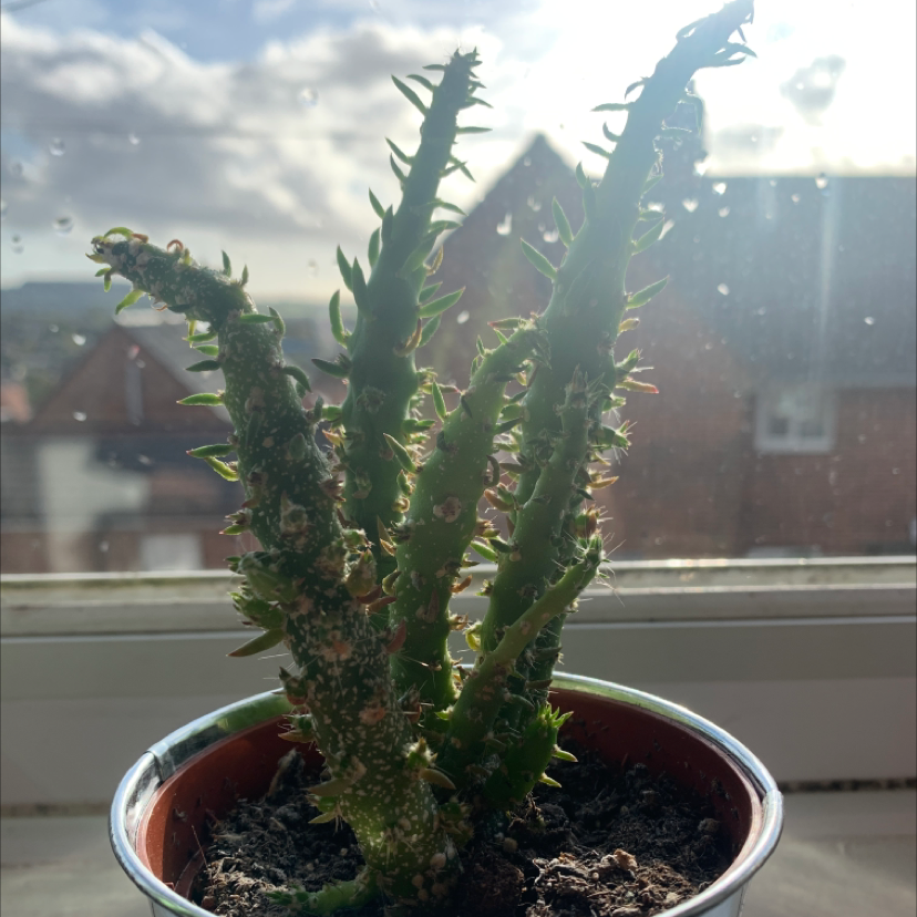 Eve's Needle Cactus plant photo by @Amysplants named Gobi on Greg, the plant care app.