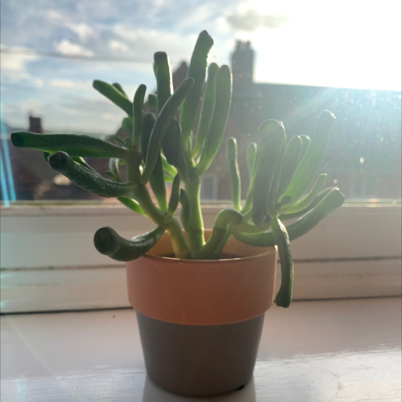 Lucky Plant plant photo by @Amysplants named Duke on Greg, the plant care app.