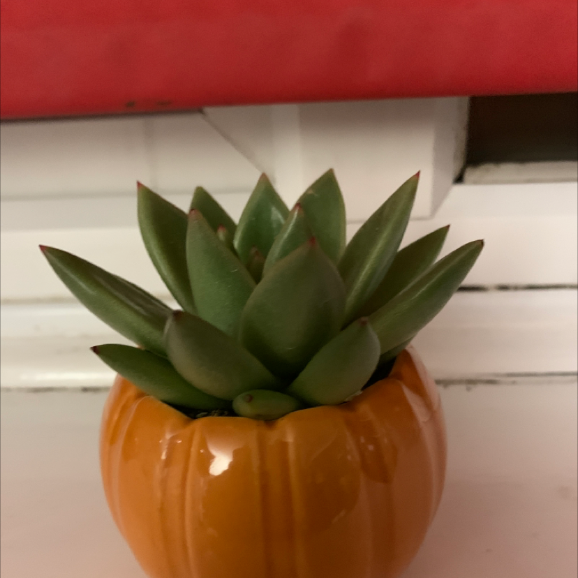 Lipstick Echeveria plant photo by @Amysplants named Forrest on Greg, the plant care app.