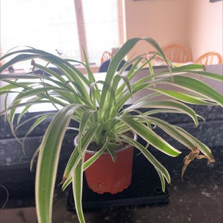 Spider Plant plant in Ilminster, England