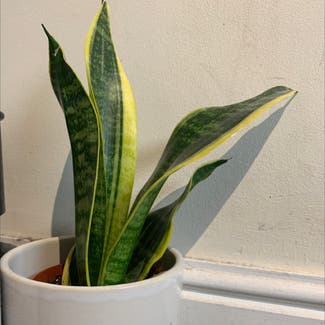 Snake Plant plant in Ilminster, England