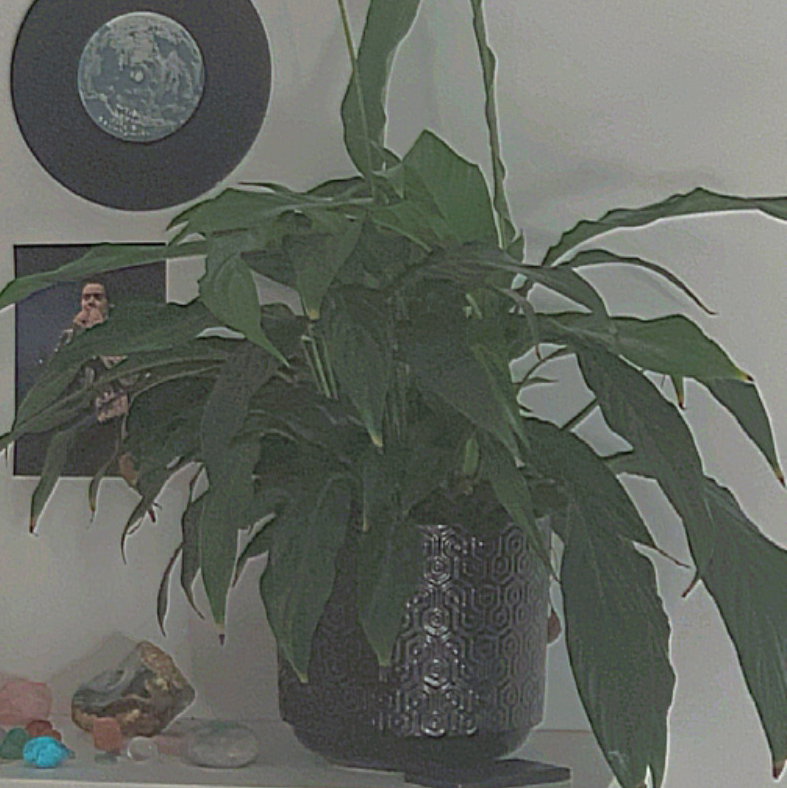 Peace Lily plant photo by Eve named cheese on Greg, the plant care app.