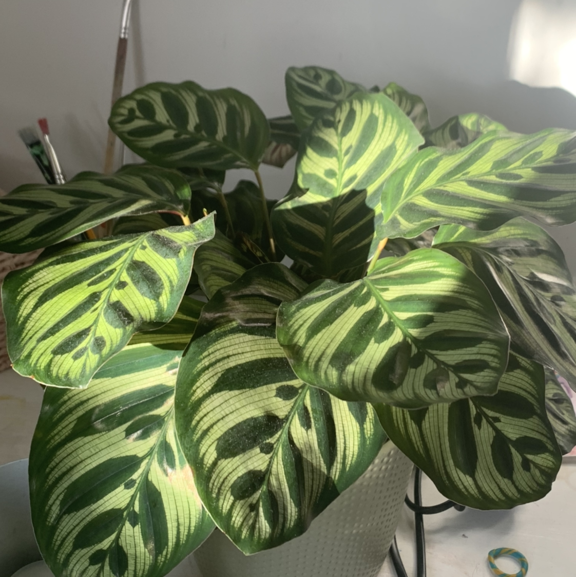 Cathedral Windows plant photo by Eve named david bowie on Greg, the plant care app.