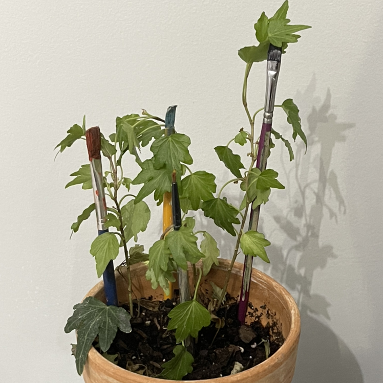 English Ivy plant photo by @Mango named Pretty boy on Greg, the plant care app.