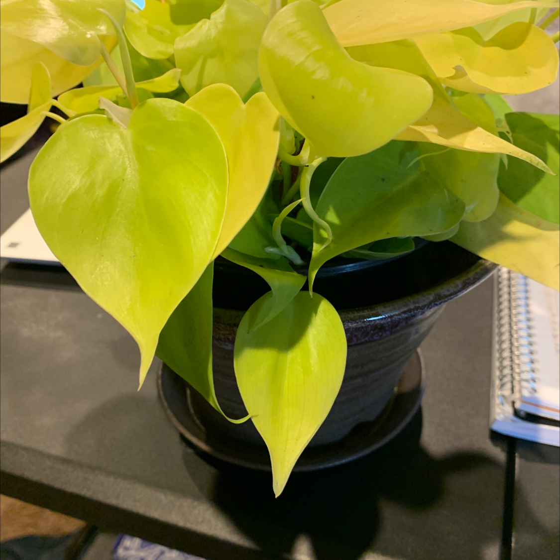 Photo of the plant species Philodendron Lemon Lime by @sights named lemon drop on Greg, the plant care app