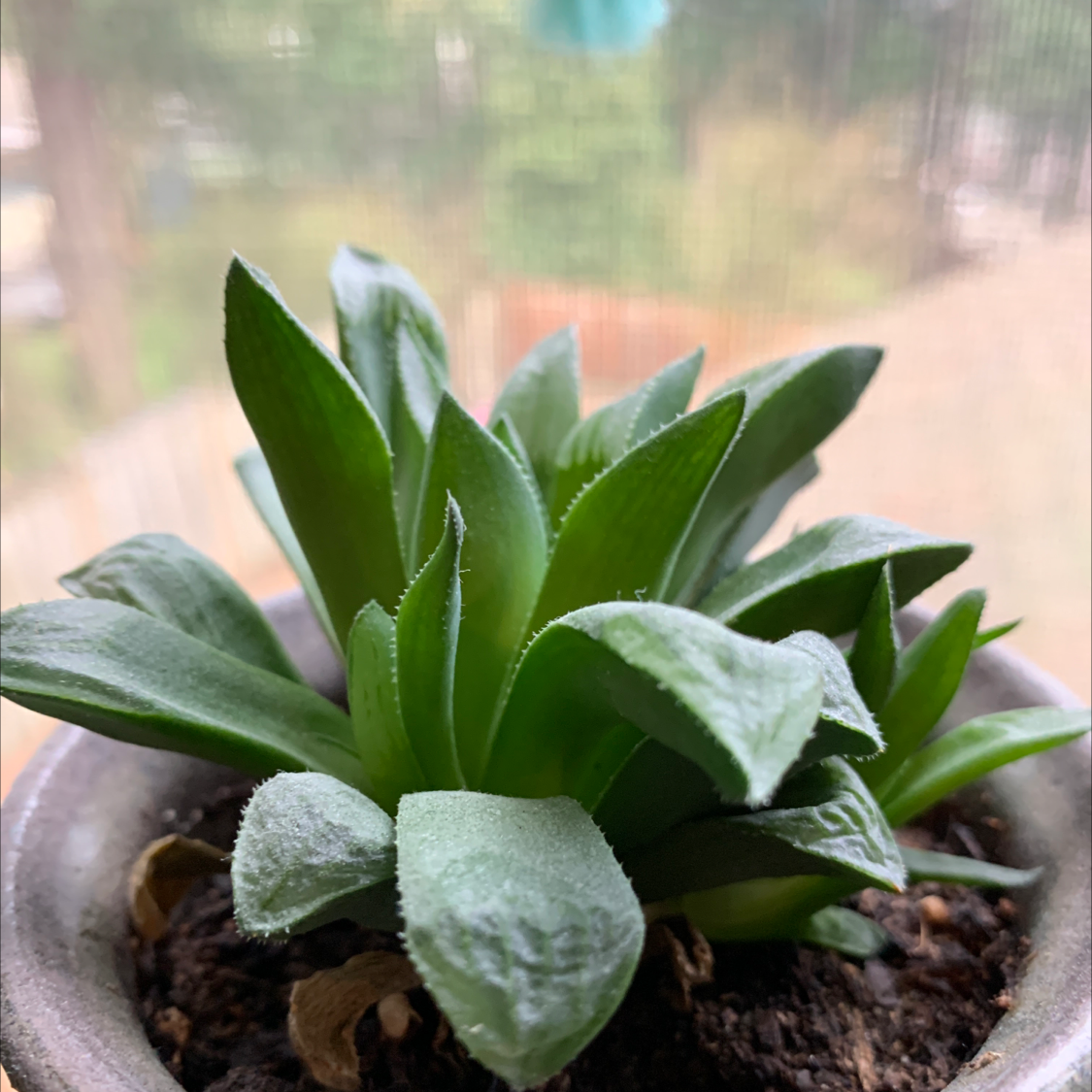 Healthy Star Cactus in a pot with visible soil and green leaves.