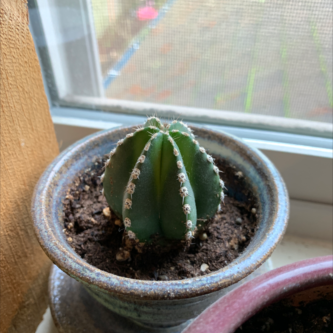 Pleated Cereus cactus in a pot on a windowsill, soil visible.