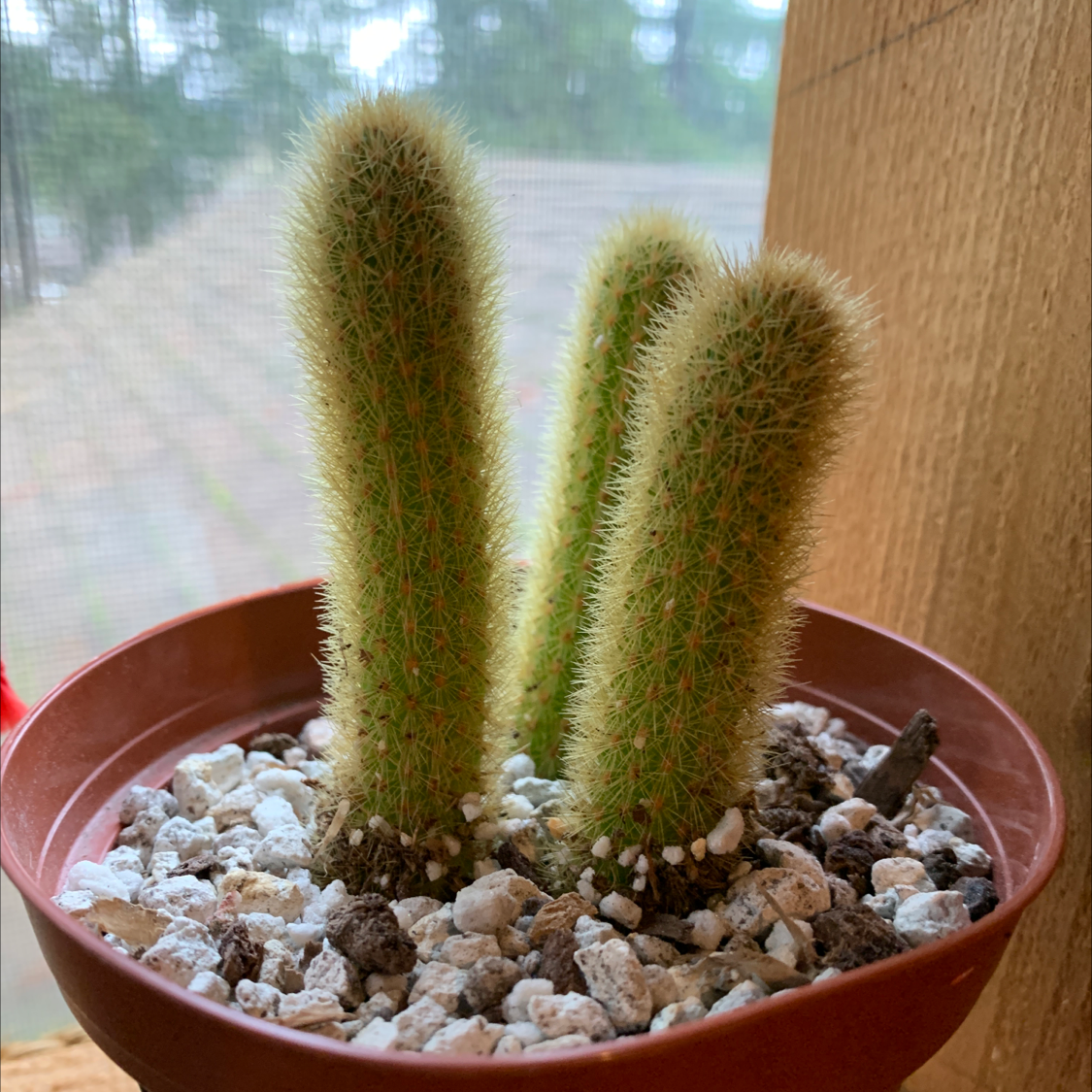 Potted Golden Torch cactus with three stems, healthy and well-drained soil.