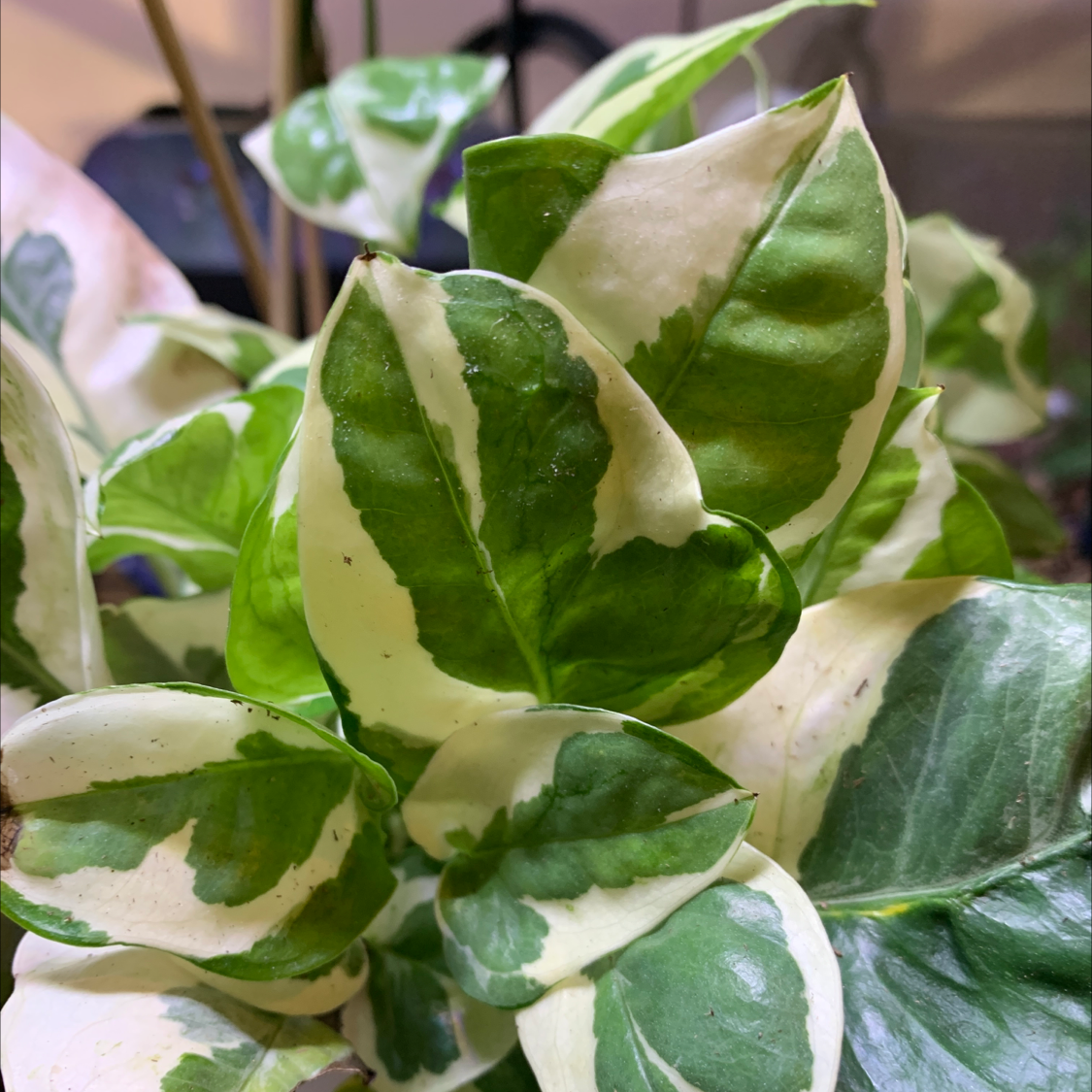 Pothos N' Joy plant with variegated green and white leaves, appearing healthy.