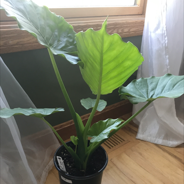 Photo of the plant species Night-Scented Lily by @paig007 named Kyle on Greg, the plant care app