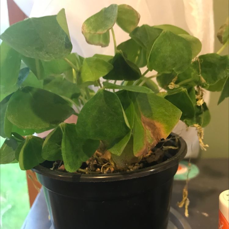 Purple Shamrocks plant photo by @paig007 named Sammi on Greg, the plant care app.