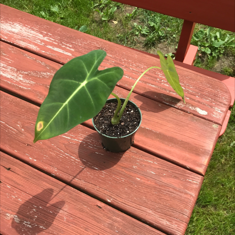 Alocasia 'Frydek' plant in a pot on a wooden surface, with a small brown spot on one leaf.