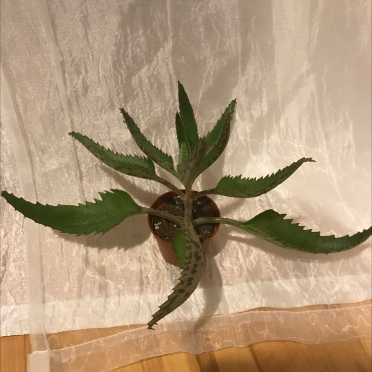 Mother of Thousands plant photo by @paig007 named Diddy on Greg, the plant care app.