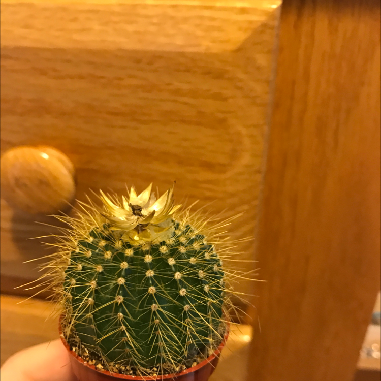 Parodia herteri plant photo by @paig007 named Sigmund on Greg, the plant care app.