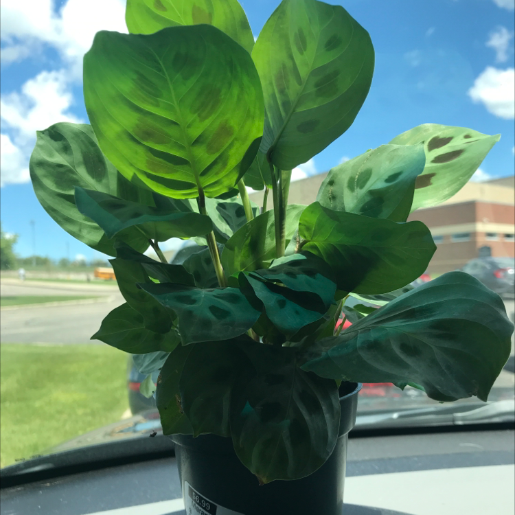 Photo of the plant species Variegated Prayer Plant by @paig007 named Mani on Greg, the plant care app