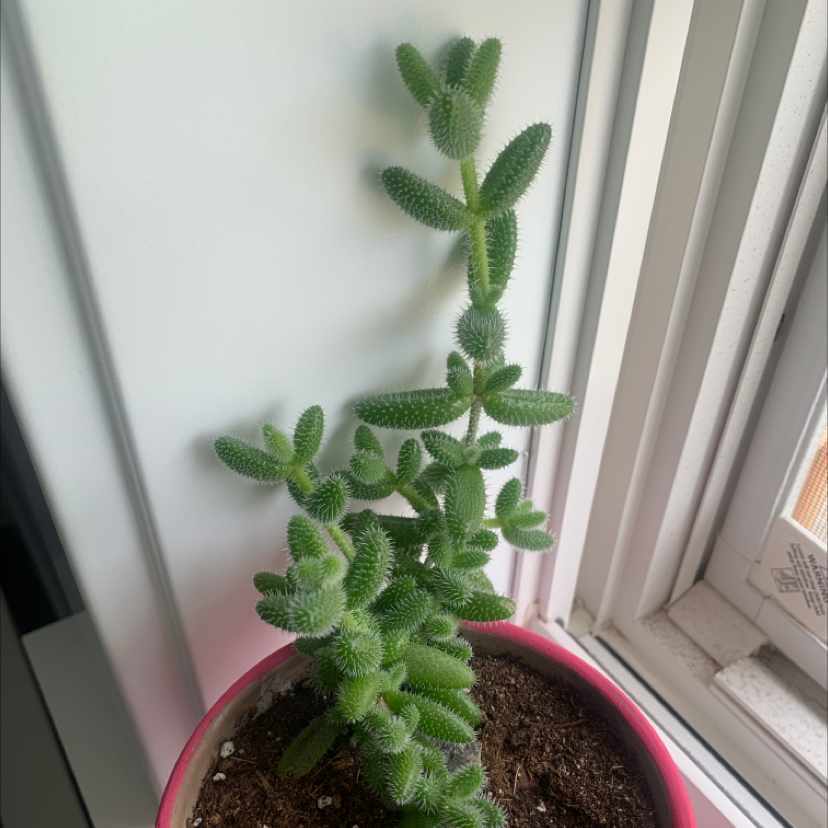 Healthy Pickle Plant in a pot by a window with visible soil.