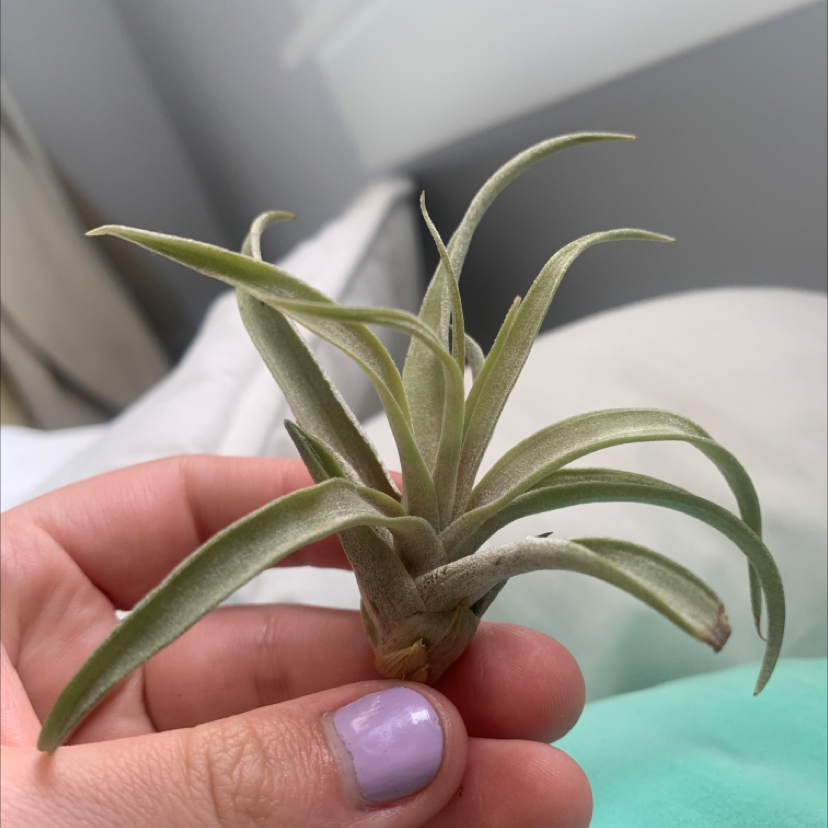 A healthy Spreading Airplant being held by a hand.